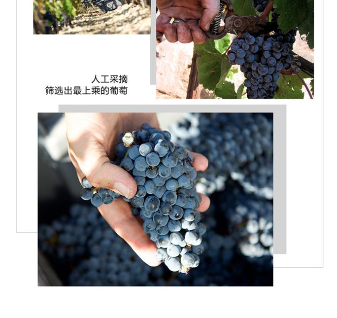 詳情_朗格多克_B_3_02